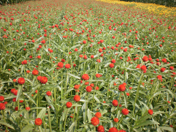 杜阮蔬菜基地