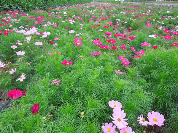 矮波斯菊胜利之歌种植基地