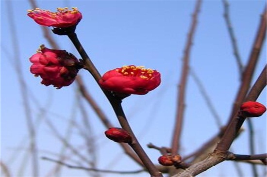 红梅花树种植技术，四个要点教你种好红梅