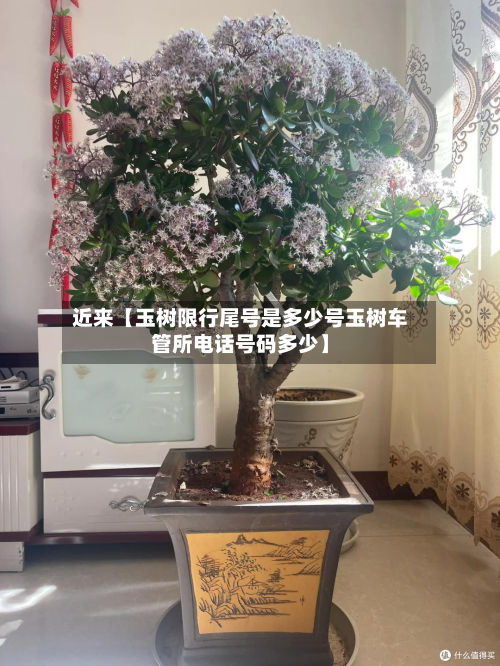 近来【玉树限行尾号是多少号玉树车管所电话号码多少】
