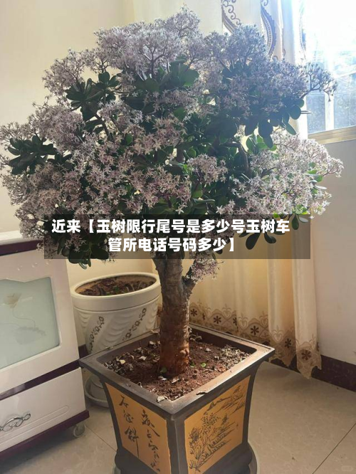 近来【玉树限行尾号是多少号玉树车管所电话号码多少】-第2张图片